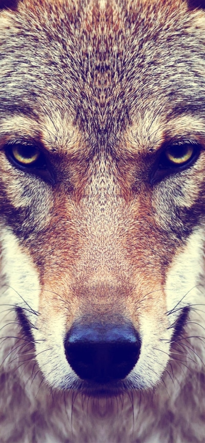 Animal Wolf, Stare, Face, Muzzle, 828x1792