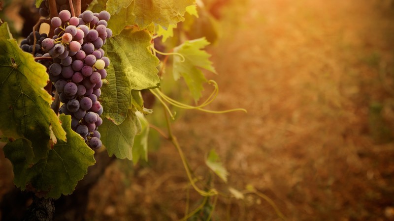 Red grapes, leaves, bunch