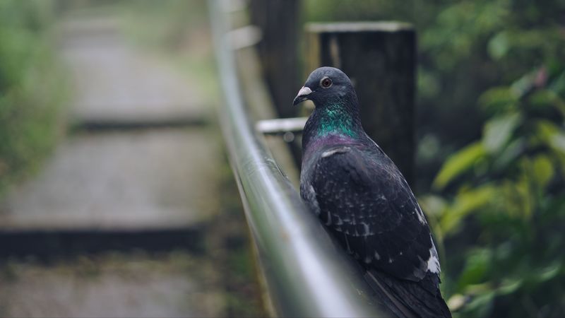 pigeon, bird, gray, 4k