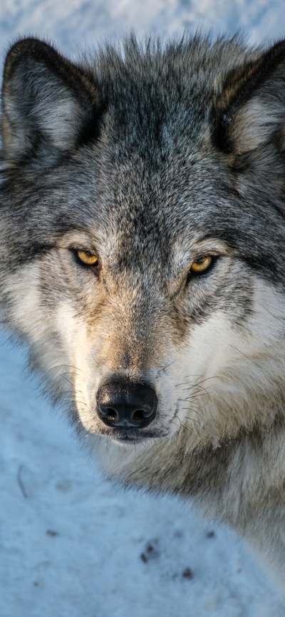Animal Wolf, 828x1792