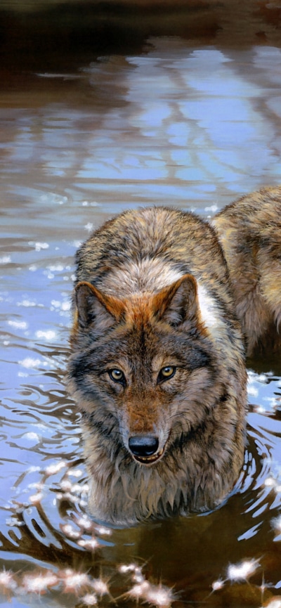 Animal Wolf, 828x1792