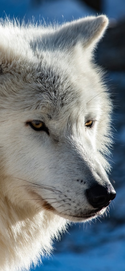 Animal Wolf, Arctic Wolf, 828x1792