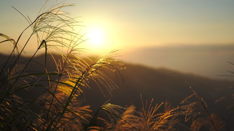 grass, sun, sunset, light, plants, 4k