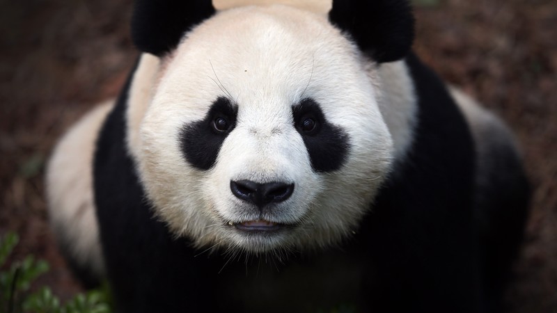 Сhina panda, bears, China, animal, zoo, black, white, eyes, wild, nature