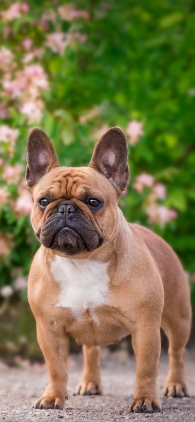Animal French Bulldog, Dog, 828x1792