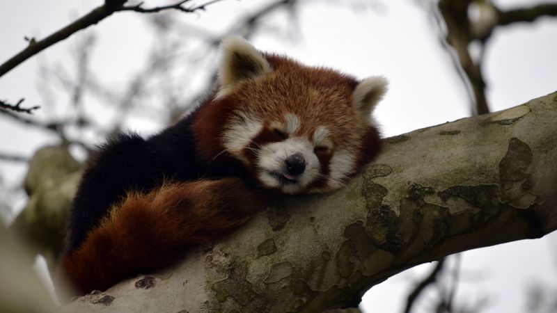 red panda, animal, cute, tree, branch, 4k