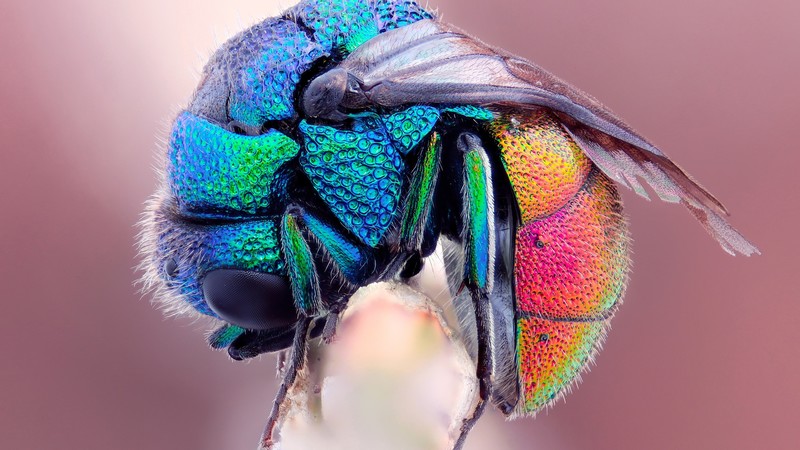 fly, wings, pink, incests