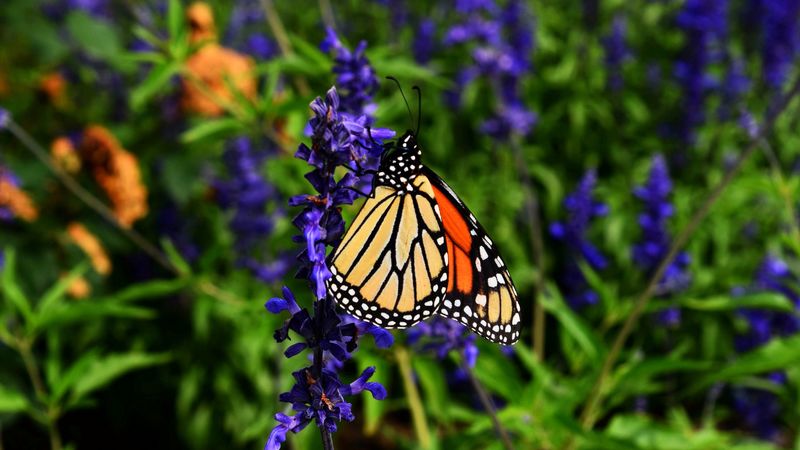monarch butterfly, butterfly, pattern, wings, flower, 4k