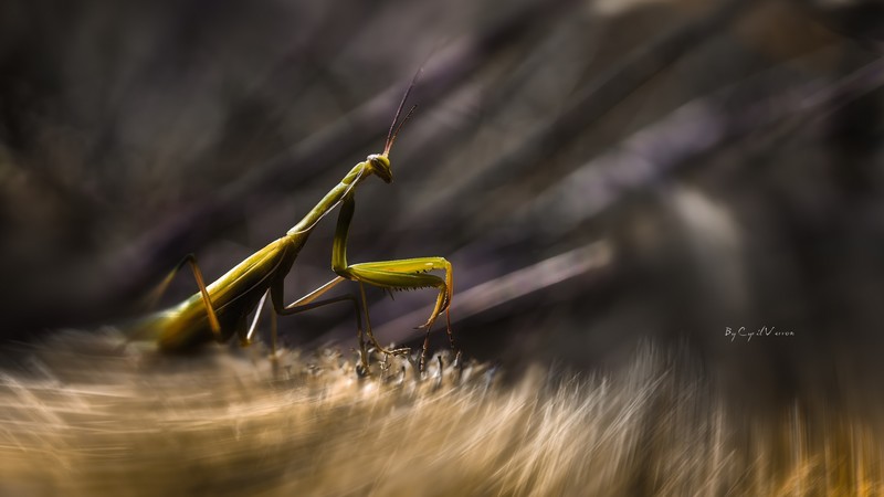 Mantis, insects, macro, motion, green, art, grass