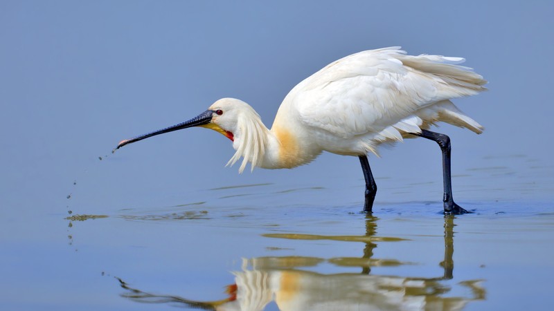 Eurasian spoonbill, 4K, Japan, North Africa, bird, white, animal, nature, water, lake, reflection