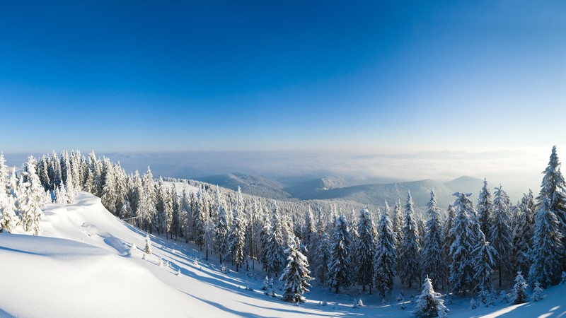 winter forest, 4K, mountain, sun, snow, fir-trees