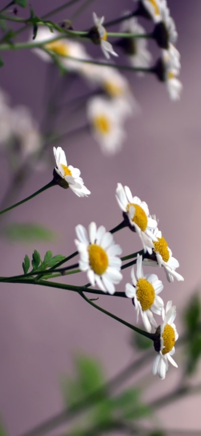 Earth Flower, Nature, Blur, White Flower, 828x1792