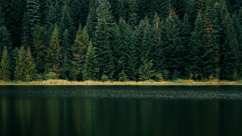 lake, forest, shore, trees, 4k