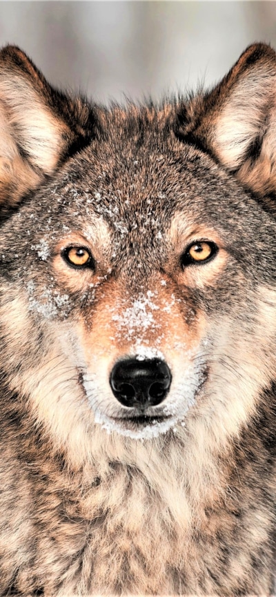 Animal Wolf, Stare, 828x1792