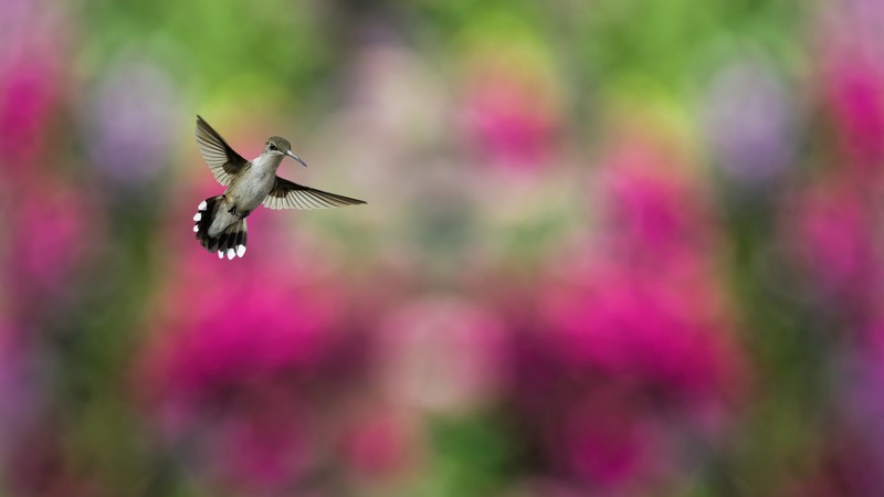 Bird, Hummingbird, humming-bird, colorful, blur