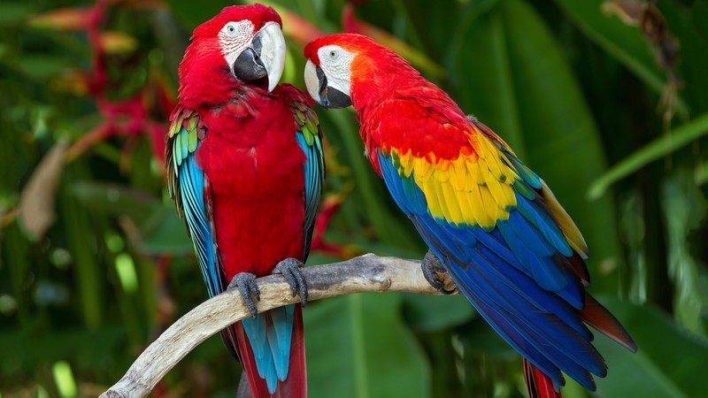 parrot, plumage, branch, exotic, red, blue