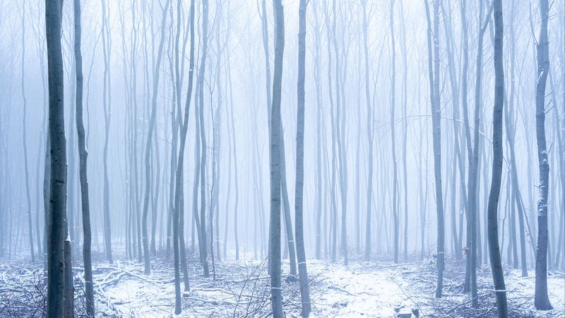 forest, snow, fog, trees, winter, 4k