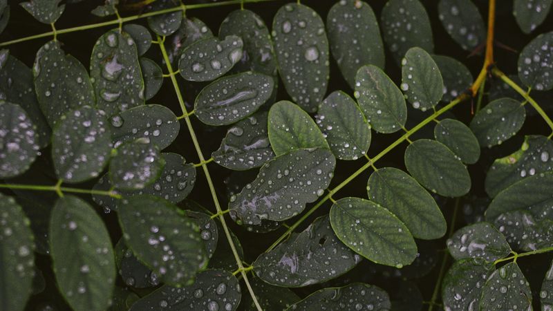 leaves, drops, macro, branches, plant, 4k
