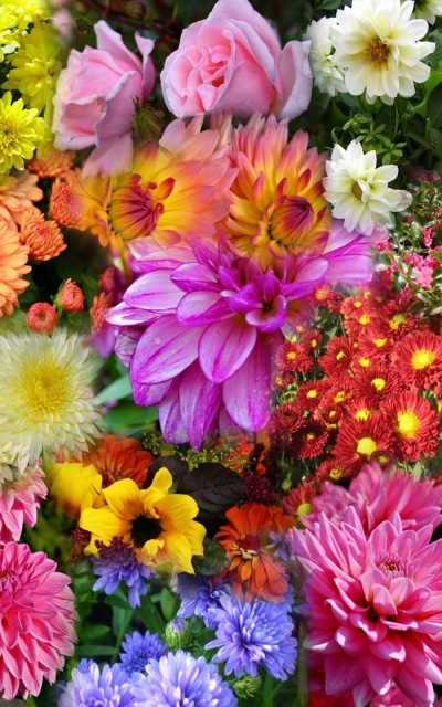 Earth Flower, Colorful, Daisy, Rose, Colors, Dahlia, 800x1280