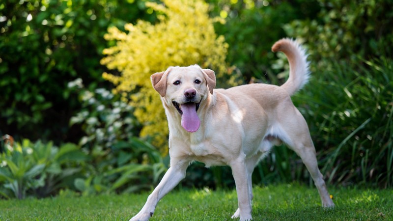 Dog, puppy, white, funny, animal, pet, garden, green grass