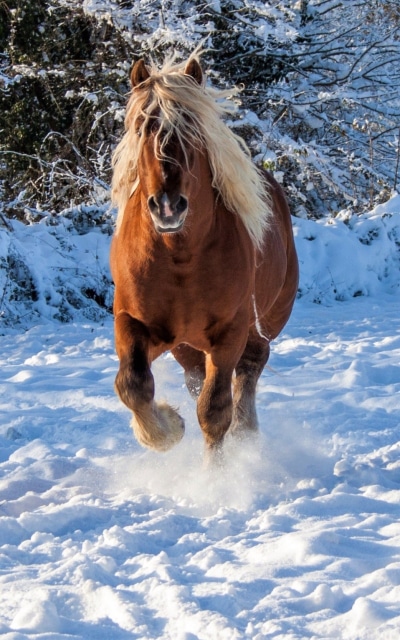 Animal Horse, Winter, Snow, 800x1280