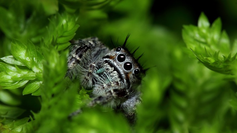 Jumping Spider, eyes, insects, leaves, green, nature, cute