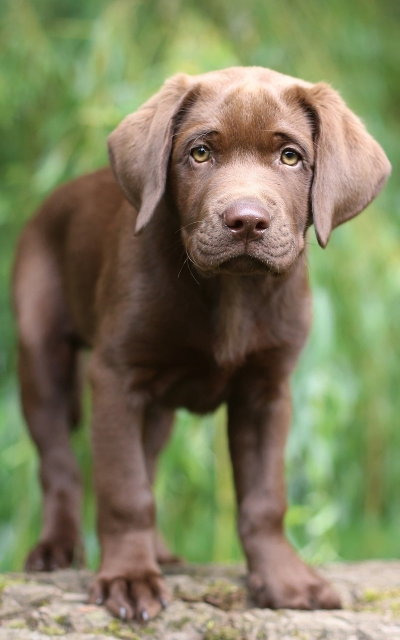 Animal Labrador Retriever, Puppy, Cute, Baby Animal, 800x1280