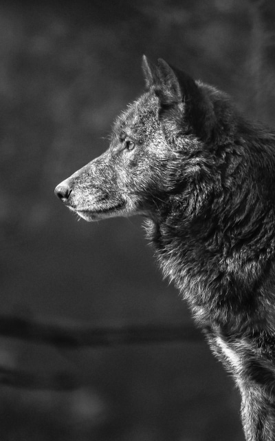 Animal Wolf, Black and White, Muzzle, 800x1280