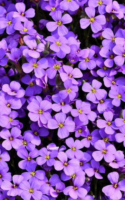 Earth Flower, Aubrieta, Plant, Purple Flower, 800x1280