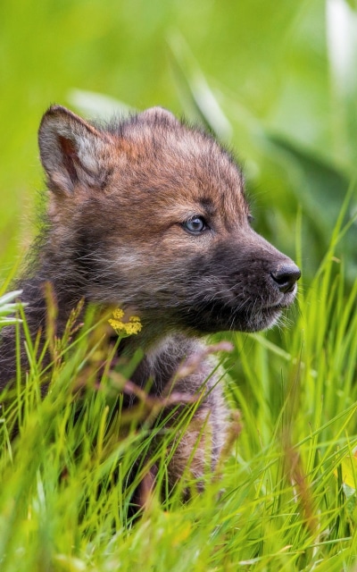 Animal Wolf, Baby Animal, Cub, Grass, 800x1280