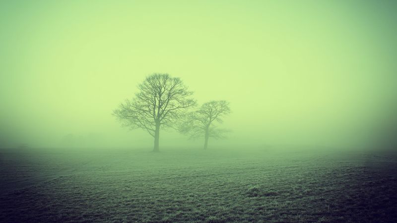 fog, trees, field, nature, 4k