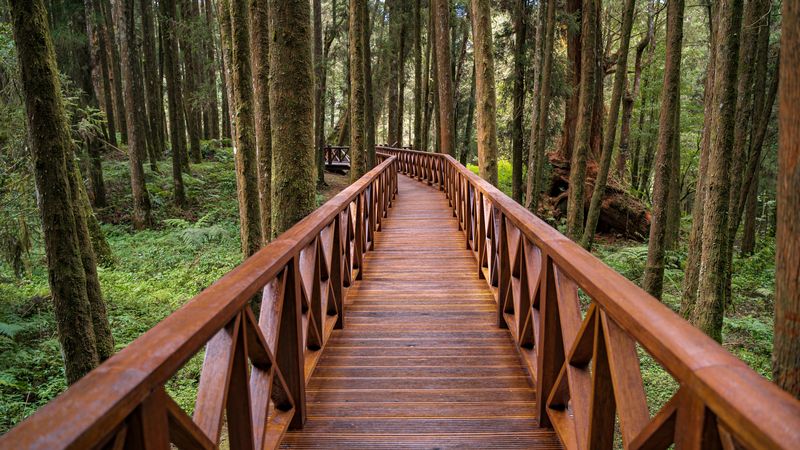 bridge, forest, trees, nature, 4k