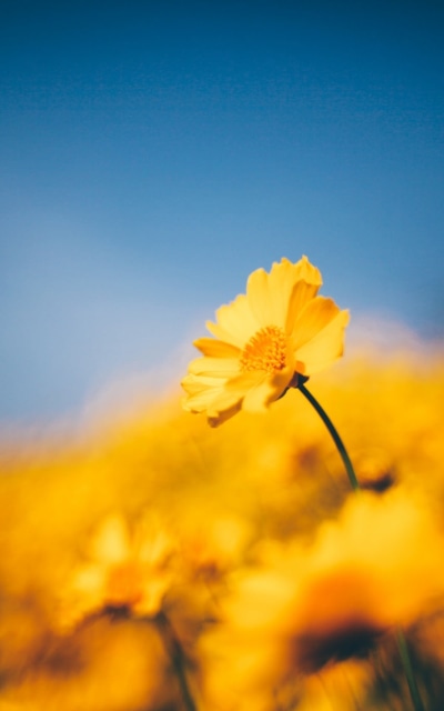 Earth Flower, Yellow Flower, Blur, Nature, 800x1280