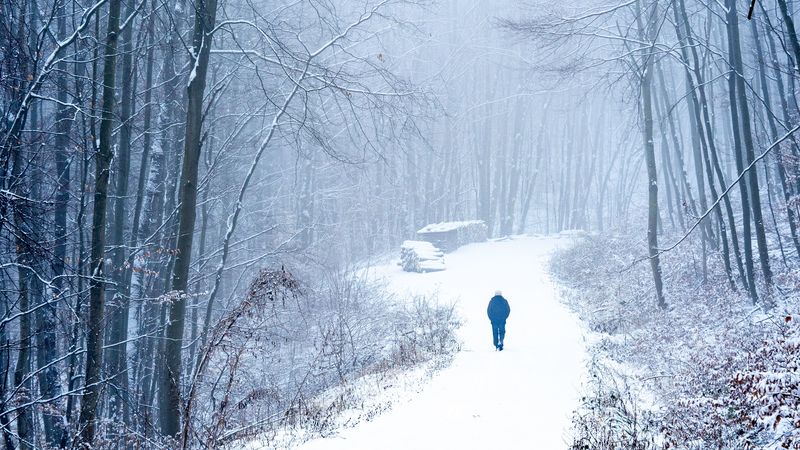 lonely, loneliness, forest, snow, 4k