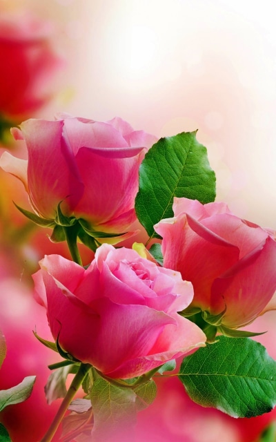 Earth Rose, Flower, Pink Rose, 800x1280