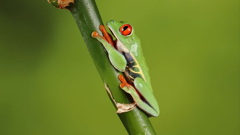 frog, macro, green, 4k