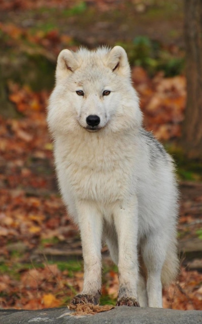 Animal Wolf, Stare, 800x1280