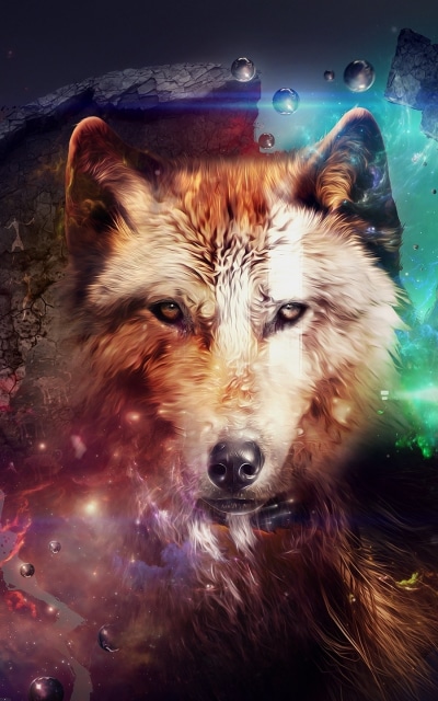 Animal Wolf, 800x1280