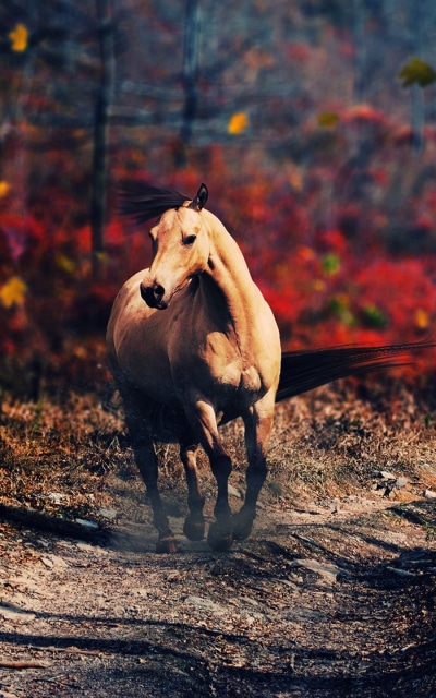 Animal Horse, 800x1280