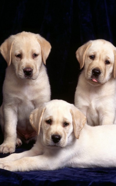 Animal Labrador Retriever, Dog, Cute, Puppy, 800x1280