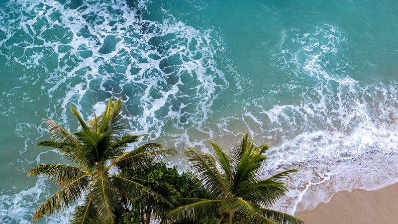 aerial view, palm, beach, sea, 4k