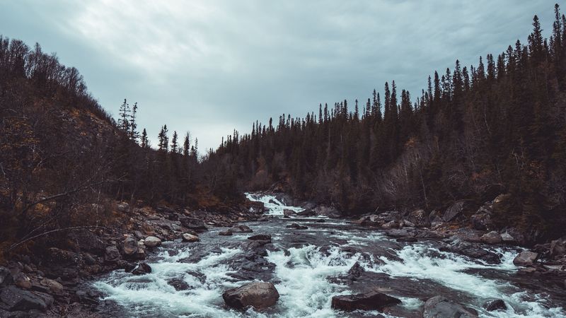 nature, stream, river, forest, trees, 4k