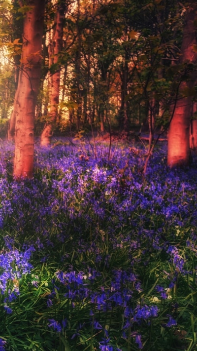 Earth Flower, Bluebell, Nature, 750x1334