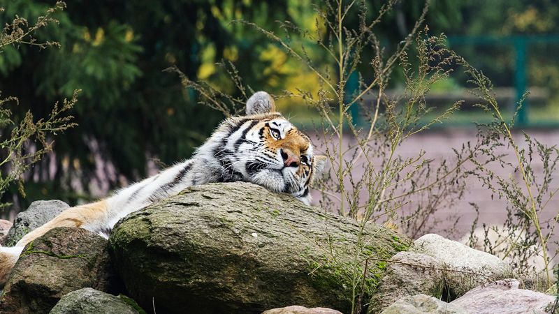 tiger, predator, striped, big cat, animal, 4k