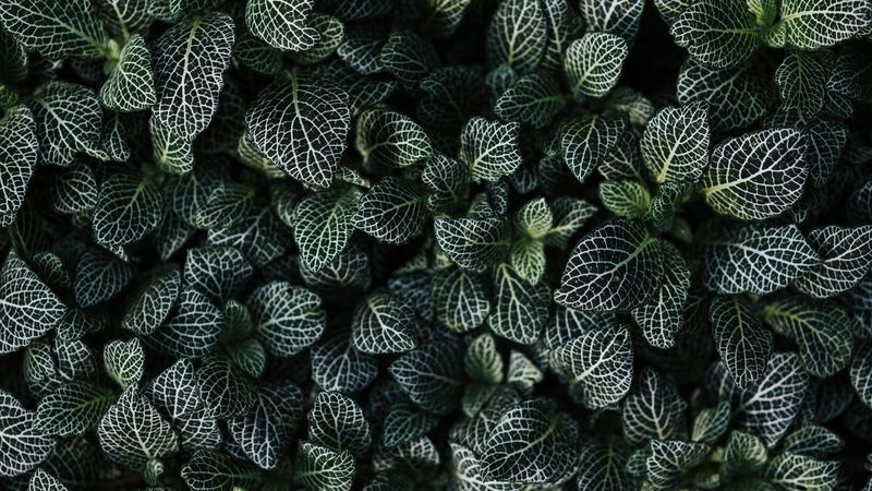 leaves, aerial view, green, 4k