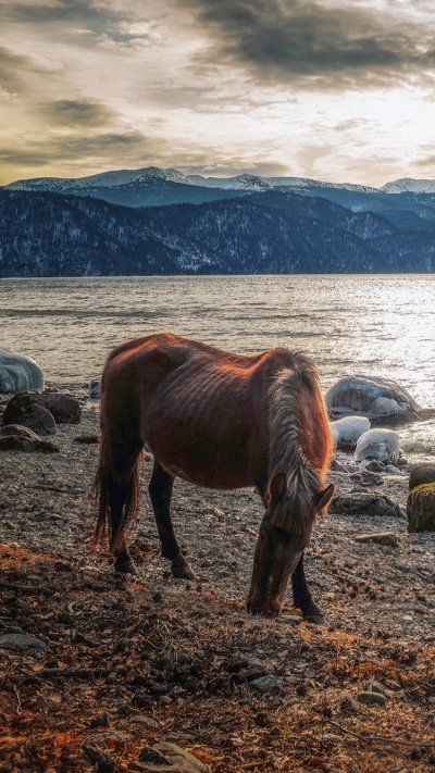 Animal Horse, Mountain, Nature, Water, 750x1334