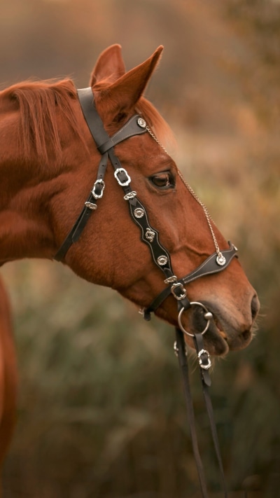 Animal Horse, 750x1334