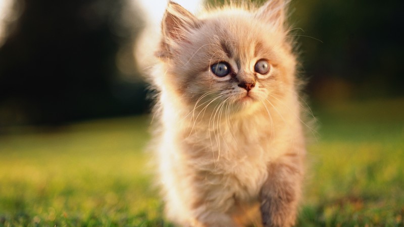 Cat, kitten, blue, eyes, gray, wool, cute, animal, pet, green grass, nature