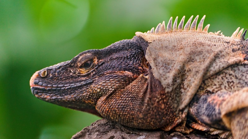Iguana, Reptile, Lizard, Mexico, Caribbean, Island, green, nature, animal