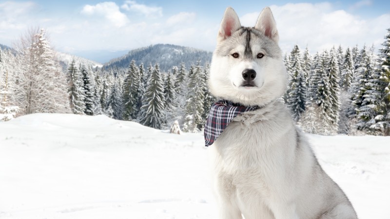 Huskies, Dog, puppy, snow, forest, winter, white, animal, pet,